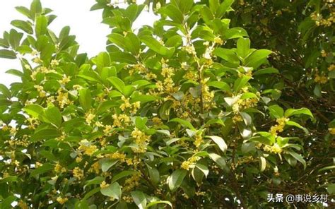 桂花種植土壤|桂花種植指南：種出芬芳美麗的桂花 